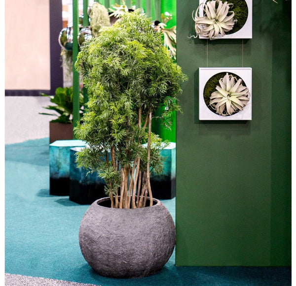 Ming Aralia in Piedra Planter, SM by Gold Leaf Design Group | Planters, Troughs & Cachepots | Modishstore