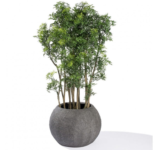 Ming Aralia in Piedra Planter, SM by Gold Leaf Design Group | Planters, Troughs & Cachepots | Modishstore-2