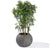 Ming Aralia in Piedra Planter, SM by Gold Leaf Design Group | Planters, Troughs & Cachepots | Modishstore-2