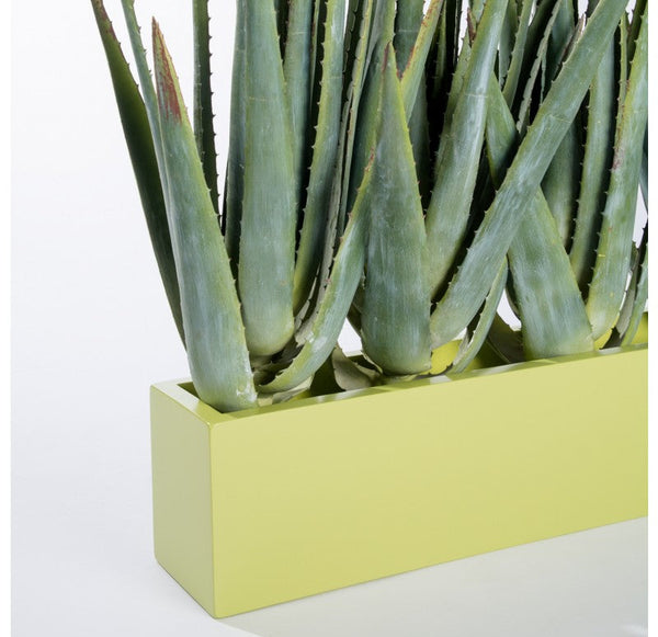 Green Wall, Aloe in Wall Planter by Gold Leaf Design Group | Green Wall | Modishstore-3
