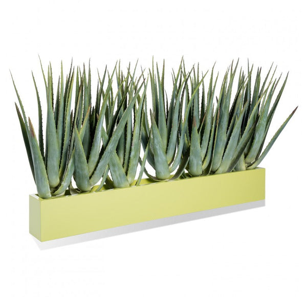 Green Wall, Aloe in Wall Planter by Gold Leaf Design Group | Green Wall | Modishstore-2
