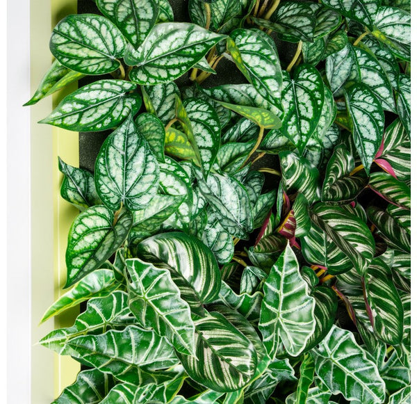Outdoor, Green Wall, Tropical 40�SQ by Gold Leaf Design Group | Green Wall | Modishstore-2