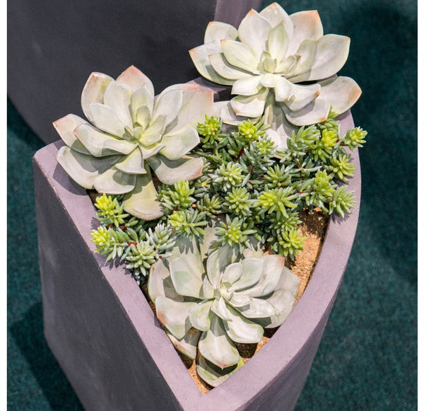 Grapto in Corner Planter, SM by Gold Leaf Design Group | Planters, Troughs & Cachepots | Modishstore-3