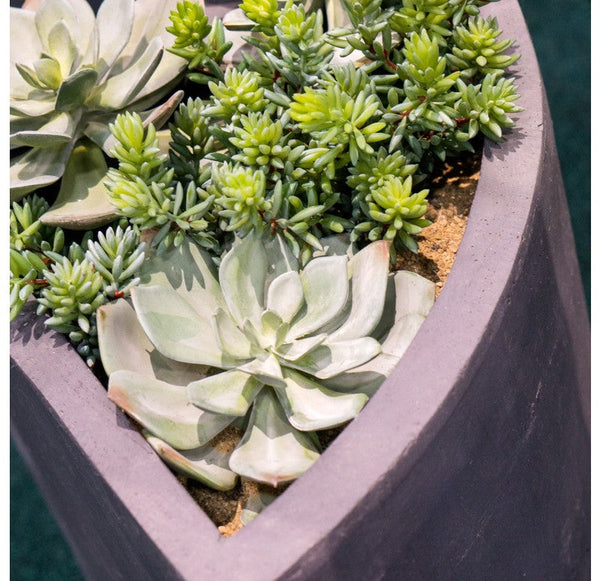 Grapto in Corner Planter, SM by Gold Leaf Design Group | Planters, Troughs & Cachepots | Modishstore-4