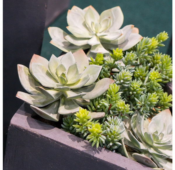 Grapto in Corner Planter, SM by Gold Leaf Design Group | Planters, Troughs & Cachepots | Modishstore-2
