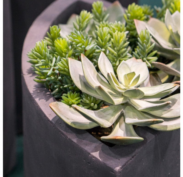 Grapto in Corner Planter, SM by Gold Leaf Design Group | Planters, Troughs & Cachepots | Modishstore-5
