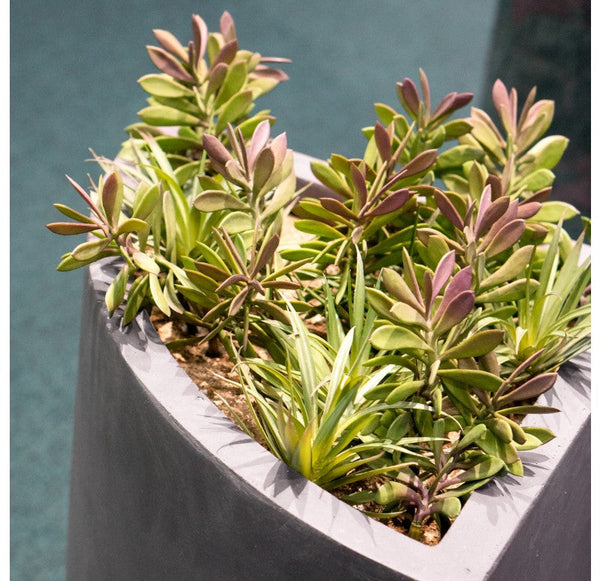 Jade/Yucca in Corner Planter, LG by Gold Leaf Design Group | Planters, Troughs & Cachepots | Modishstore-3