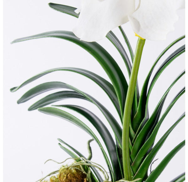 Vanda Orchid in Glass Cube by Gold Leaf Design Group | Botanicals | Modishstore-2