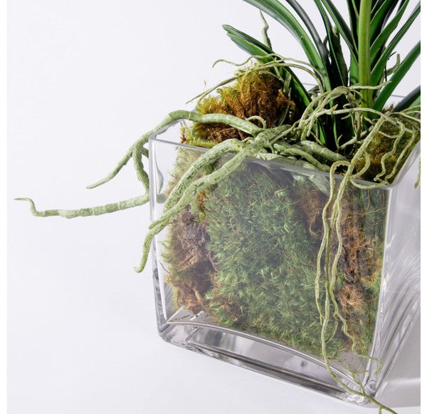 Vanda Orchid in Glass Cube by Gold Leaf Design Group | Botanicals | Modishstore-3
