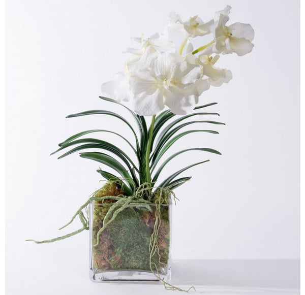 Vanda Orchid in Glass Cube by Gold Leaf Design Group | Botanicals | Modishstore