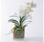 Vanda Orchid in Glass Cube by Gold Leaf Design Group | Botanicals | Modishstore