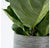 Fiddle Leaf in Ishi Planter, SM by Gold Leaf Design Group | Planters, Troughs & Cachepots | Modishstore-2
