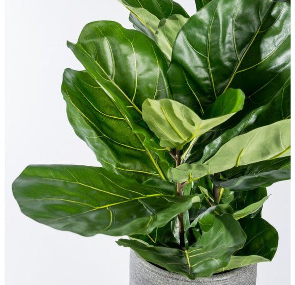 Fiddle Leaf in Ishi Planter, SM by Gold Leaf Design Group | Planters, Troughs & Cachepots | Modishstore-3