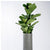 Fiddle Leaf in Ishi Planter, SM by Gold Leaf Design Group | Planters, Troughs & Cachepots | Modishstore