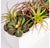 Desert Garden by Gold Leaf Design Group | Planters, Troughs & Cachepots | Modishstore-3