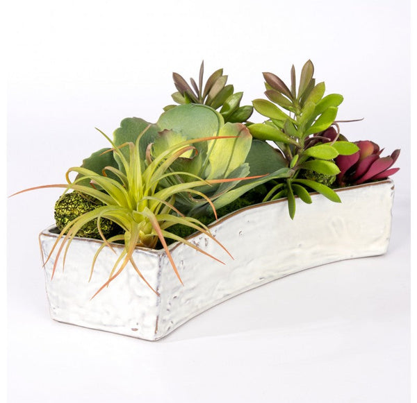Succulent Mix in Hagi Planter by Gold Leaf Design Group | Planters, Troughs & Cachepots | Modishstore