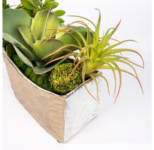 Succulent Mix in Hagi Planter by Gold Leaf Design Group | Planters, Troughs & Cachepots | Modishstore-4