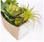 Succulent Mix in Hagi Planter by Gold Leaf Design Group | Planters, Troughs & Cachepots | Modishstore-4