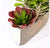 Succulent Mix in Hagi Planter by Gold Leaf Design Group | Planters, Troughs & Cachepots | Modishstore-5