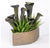 Metal Pitcher Plant in Hagi Planter by Gold Leaf Design Group | Planters, Troughs & Cachepots | Modishstore-2