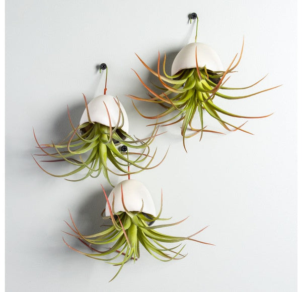 Hanging Resin Pod, Tillandsia Air Plant (Set of 6) by Gold Leaf Design Group | Planters, Troughs & Cachepots | Modishstore-2