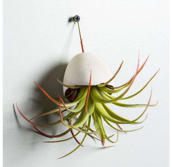 Hanging Resin Pod, Tillandsia Air Plant (Set of 6) by Gold Leaf Design Group | Planters, Troughs & Cachepots | Modishstore-3