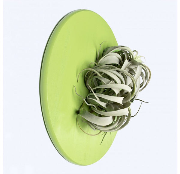 Green Wall Substrate, Urban Air Plants by Gold Leaf Design Group | Green Wall | Modishstore-4