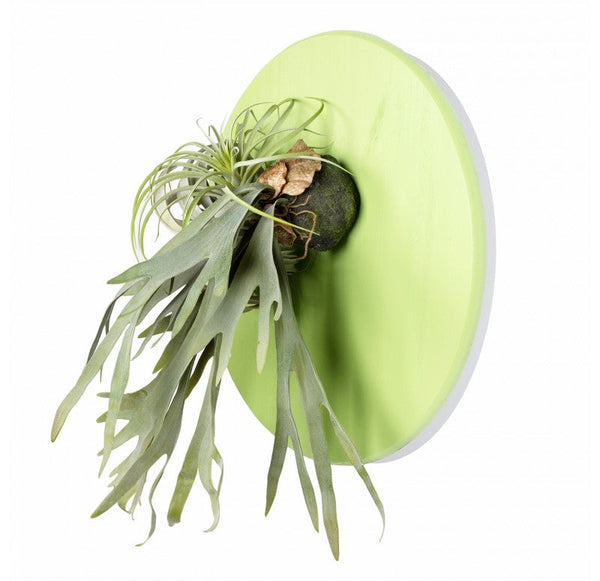 Green Wall Substrate, Staghorn & Air Plants by Gold Leaf Design Group | Green Wall | Modishstore