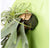 Green Wall Substrate, Staghorn & Air Plants by Gold Leaf Design Group | Green Wall | Modishstore-4