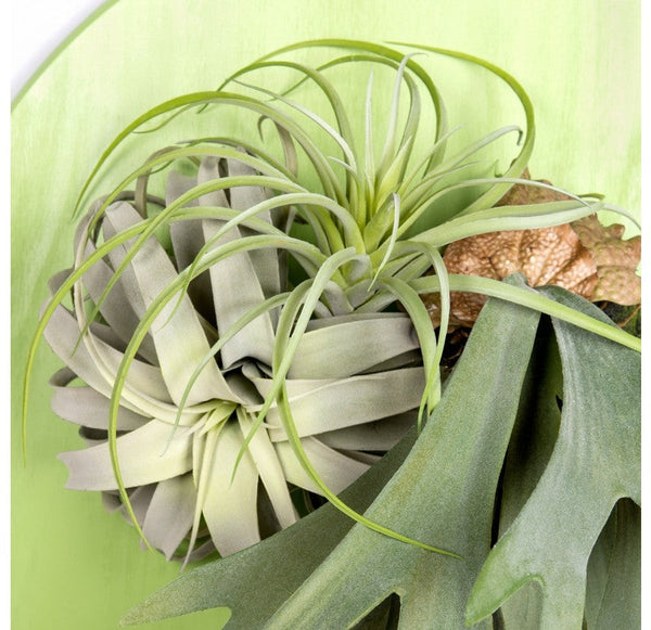Green Wall Substrate, Staghorn & Air Plants by Gold Leaf Design Group | Green Wall | Modishstore-3