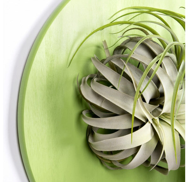 Green Wall Substrate, Staghorn & Air Plants by Gold Leaf Design Group | Green Wall | Modishstore-5
