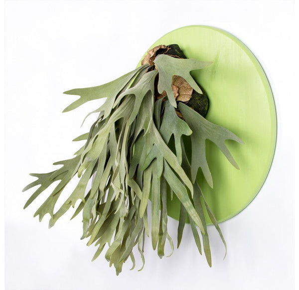 Green Wall Substrate, Staghorn Fern by Gold Leaf Design Group | Green Wall | Modishstore