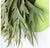 Green Wall Substrate, Staghorn Fern by Gold Leaf Design Group | Green Wall | Modishstore-4