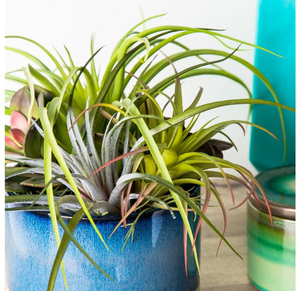 Urban Mix in Geode Planter by Gold Leaf Design Group | Planters, Troughs & Cachepots | Modishstore-2