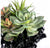 Succulent Mix on Crystal Pedestal by Gold Leaf Design Group | Botanicals | Modishstore-6