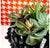 Succulent Mix on Crystal Pedestal by Gold Leaf Design Group | Botanicals | Modishstore-2