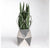 Sansevieria w/ Trellis in Stainless Polygon Planter by Gold Leaf Design Group | Planters, Troughs & Cachepots | Modishstore