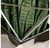 Sansevieria w/ Trellis in Stainless Polygon Planter by Gold Leaf Design Group | Planters, Troughs & Cachepots | Modishstore-3