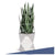 Sansevieria w/ Trellis in Stainless Polygon Planter by Gold Leaf Design Group | Planters, Troughs & Cachepots | Modishstore-6