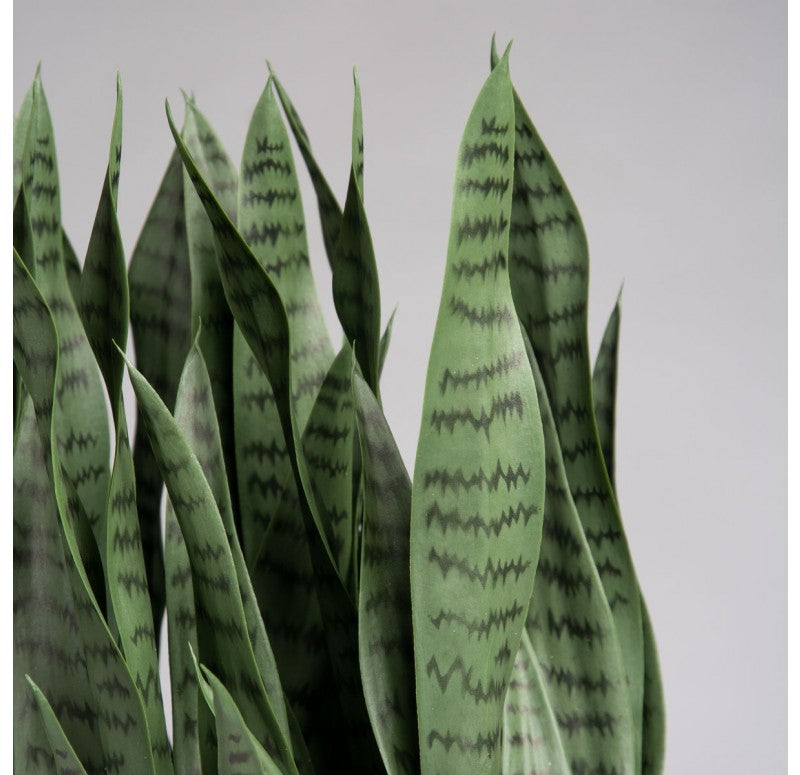 sansevieria rectangular planter Sansevieria in Urbano Rectangle Planter by Gold Leaf Design Group