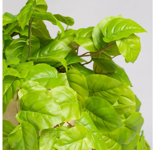 Philodendron in Urbano Bell Planter by Gold Leaf Design Group | Outdoor Planters, Troughs & Cachepots | Modishstore-2