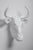 Interior Illusions Wild Beast Head Taxidermy