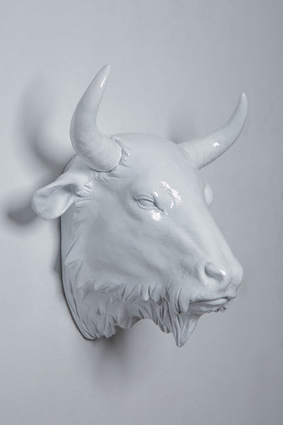 Interior Illusions Buffalo Head Taxidermy