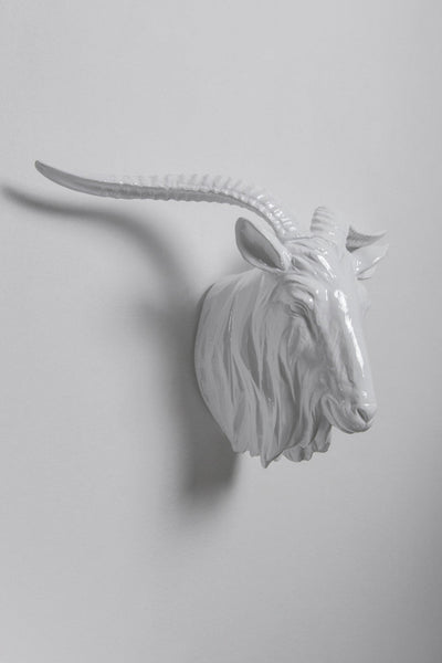 Interior Illusions Goat Head Taxidermy
