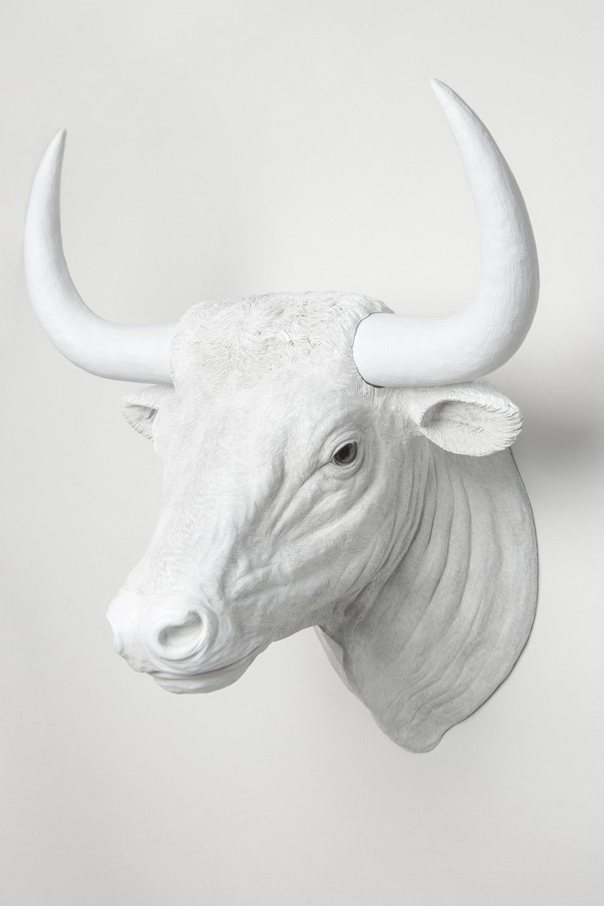 Interior Illusions Bull Head Taxidermy
