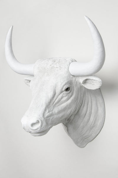 Interior Illusions Bull Head Taxidermy