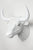 Interior Illusions Bull Head Taxidermy
