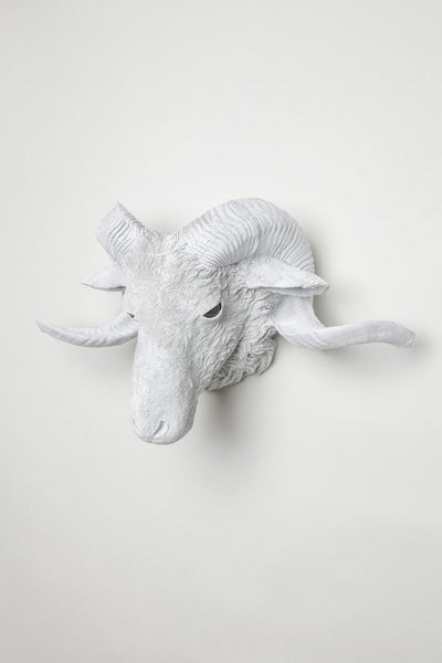 Interior Illusions Rams Head Taxidermy