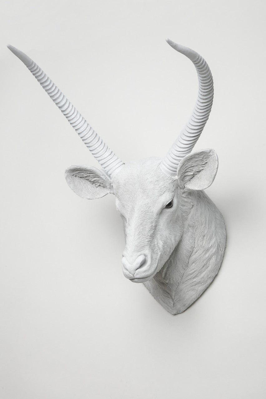 Interior Illusions Buck Head Taxidermy