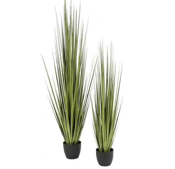 Grass, Potted Century by Gold Leaf Design Group | Botanicals | Modishstore